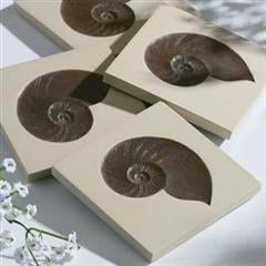 Nautilus Shells Coasters - Seven Dolphins
